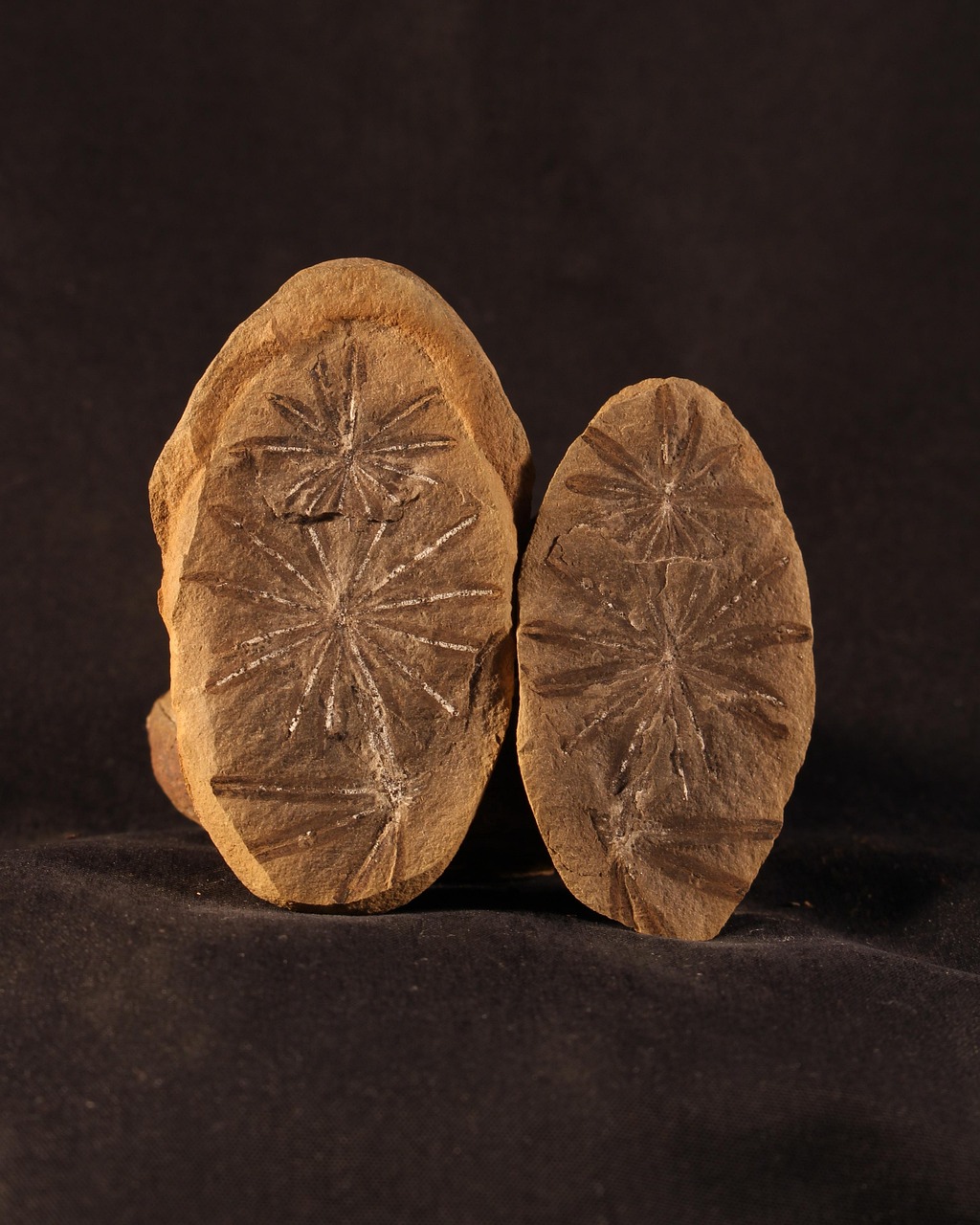 狼鳍鱼化石价格揭秘，探寻古生物化石市场价值