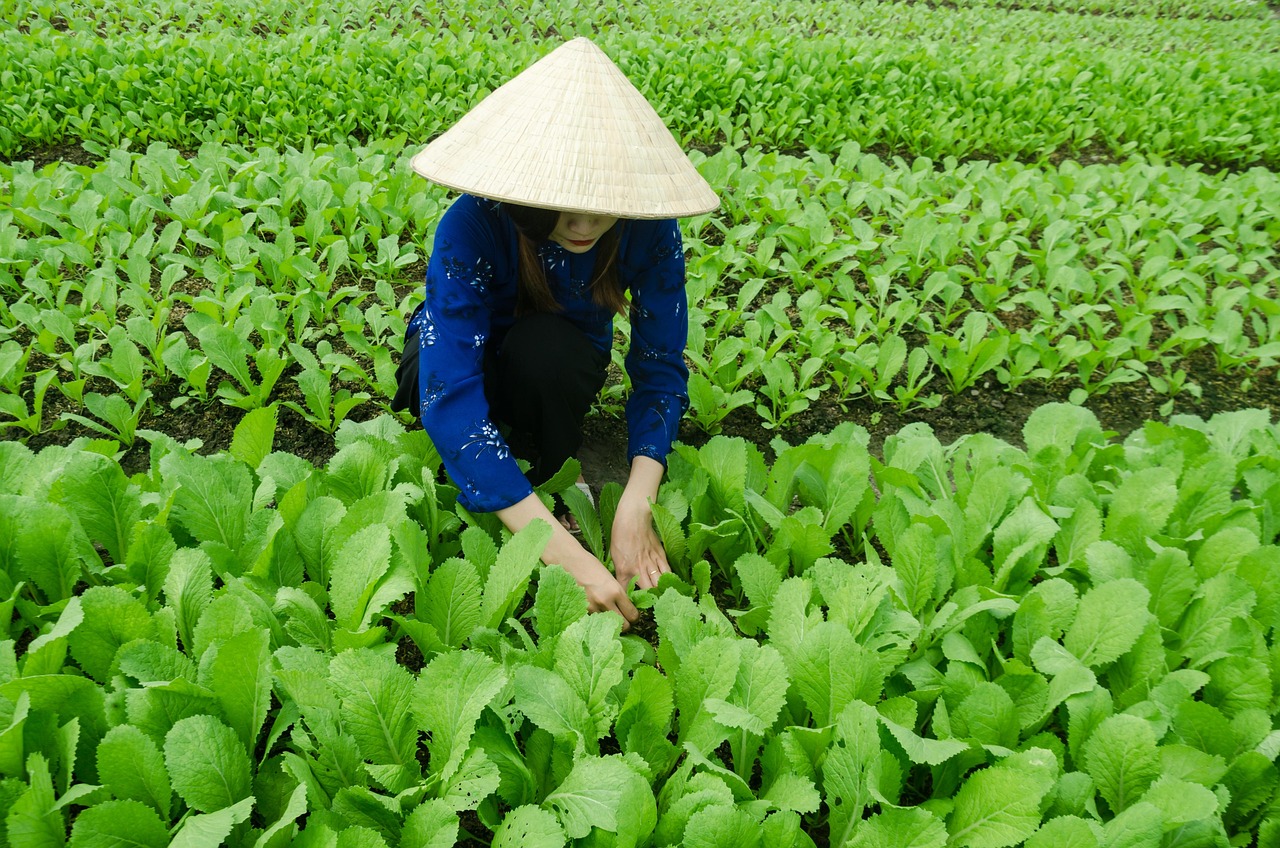 博罗最新动态，繁荣与发展并进的步伐