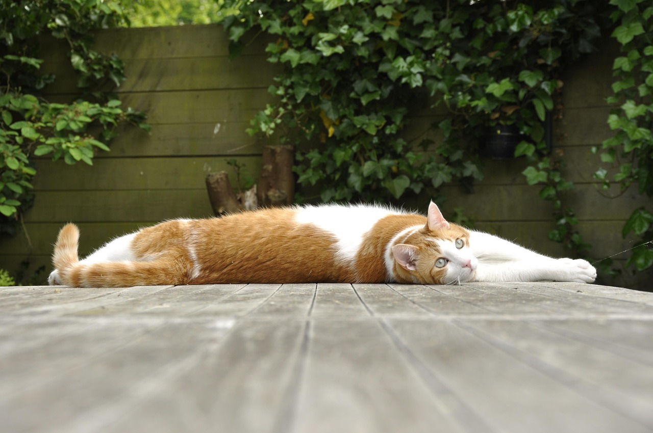 小庙镇最新征迁动态揭秘,最新进展与安置方案概述