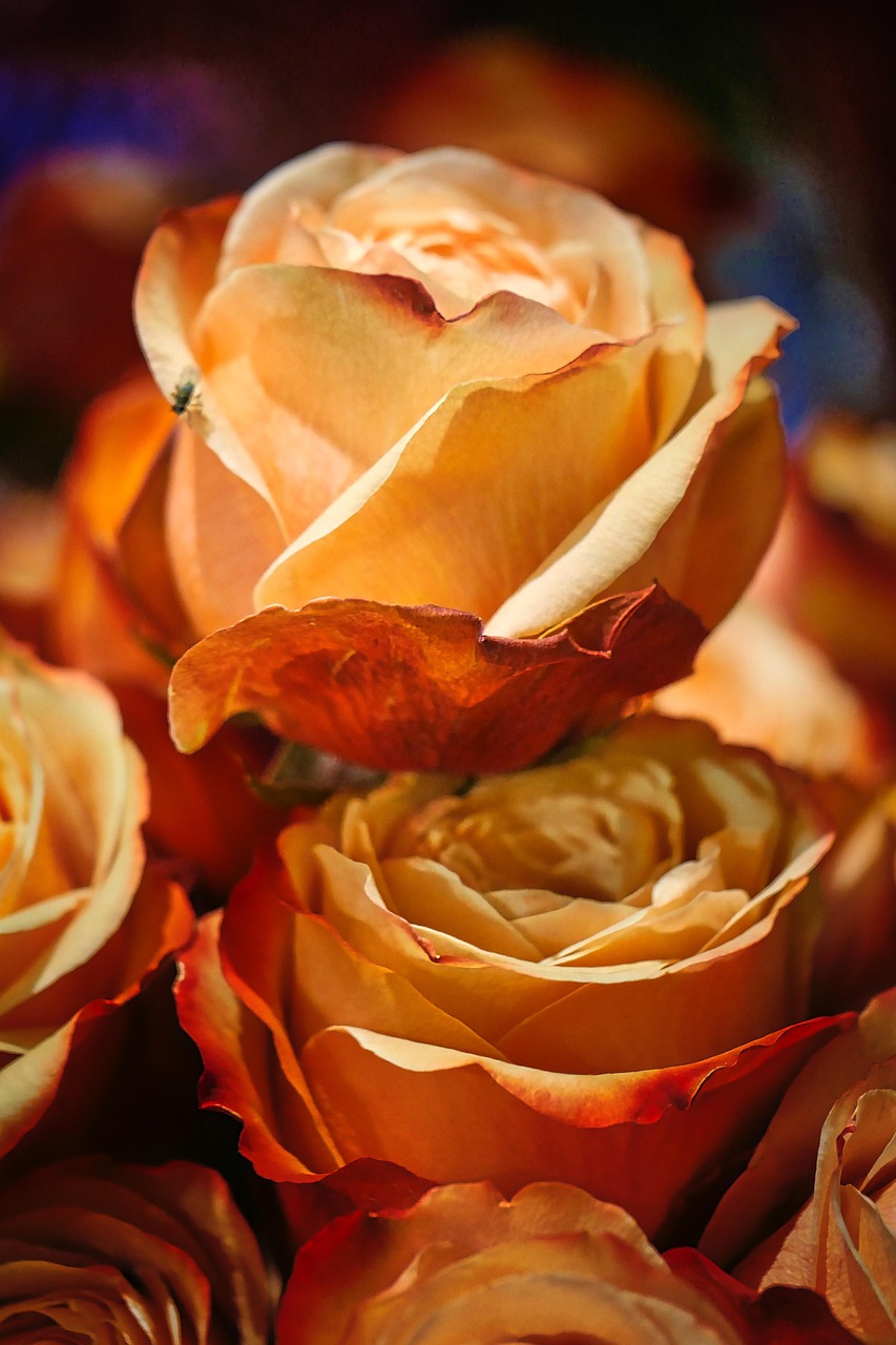 谢霆锋张柏芝的最新动态,热议中的明星情侣生活揭秘