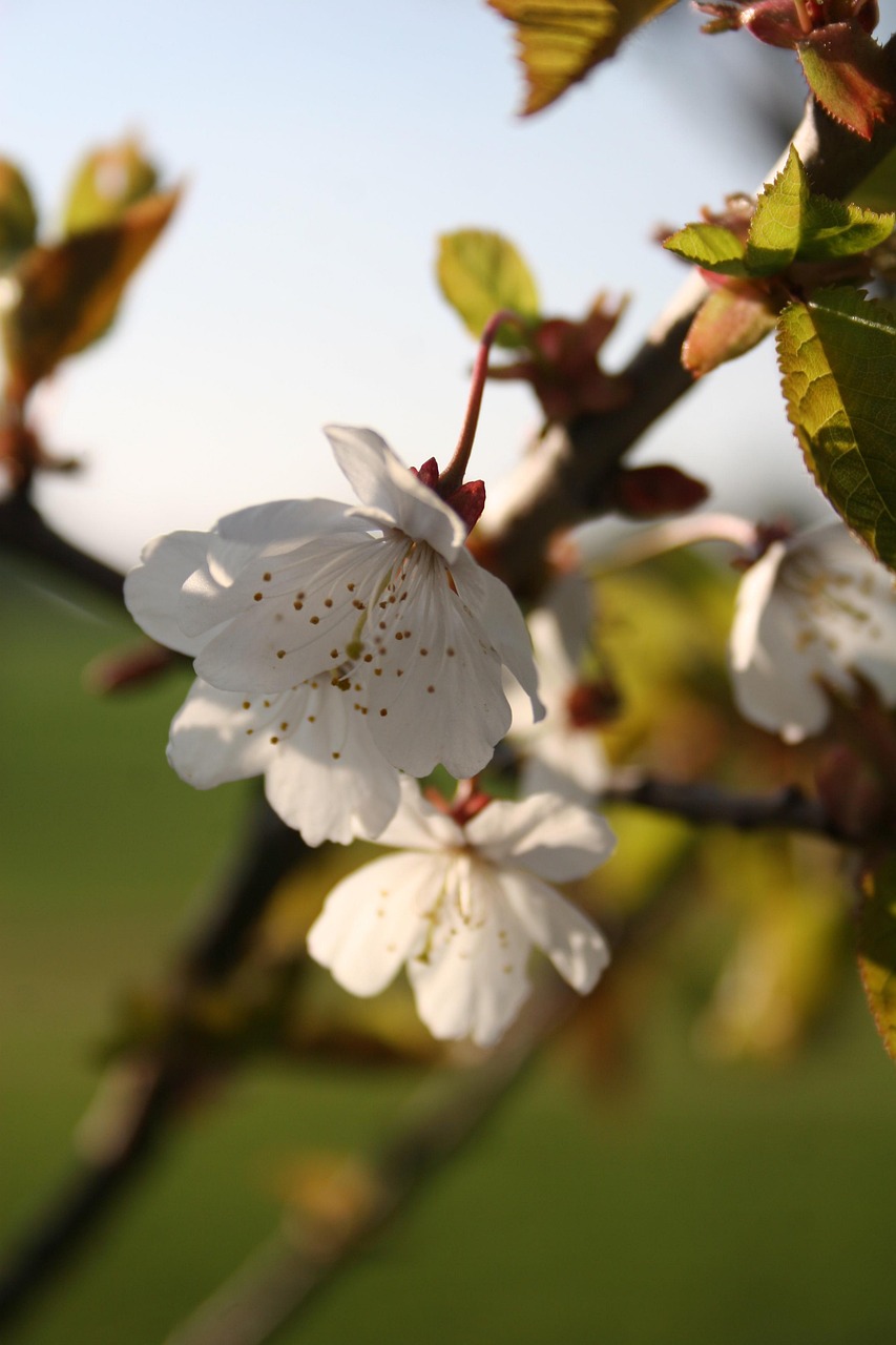 石家庄莱茵春天最新动态更新