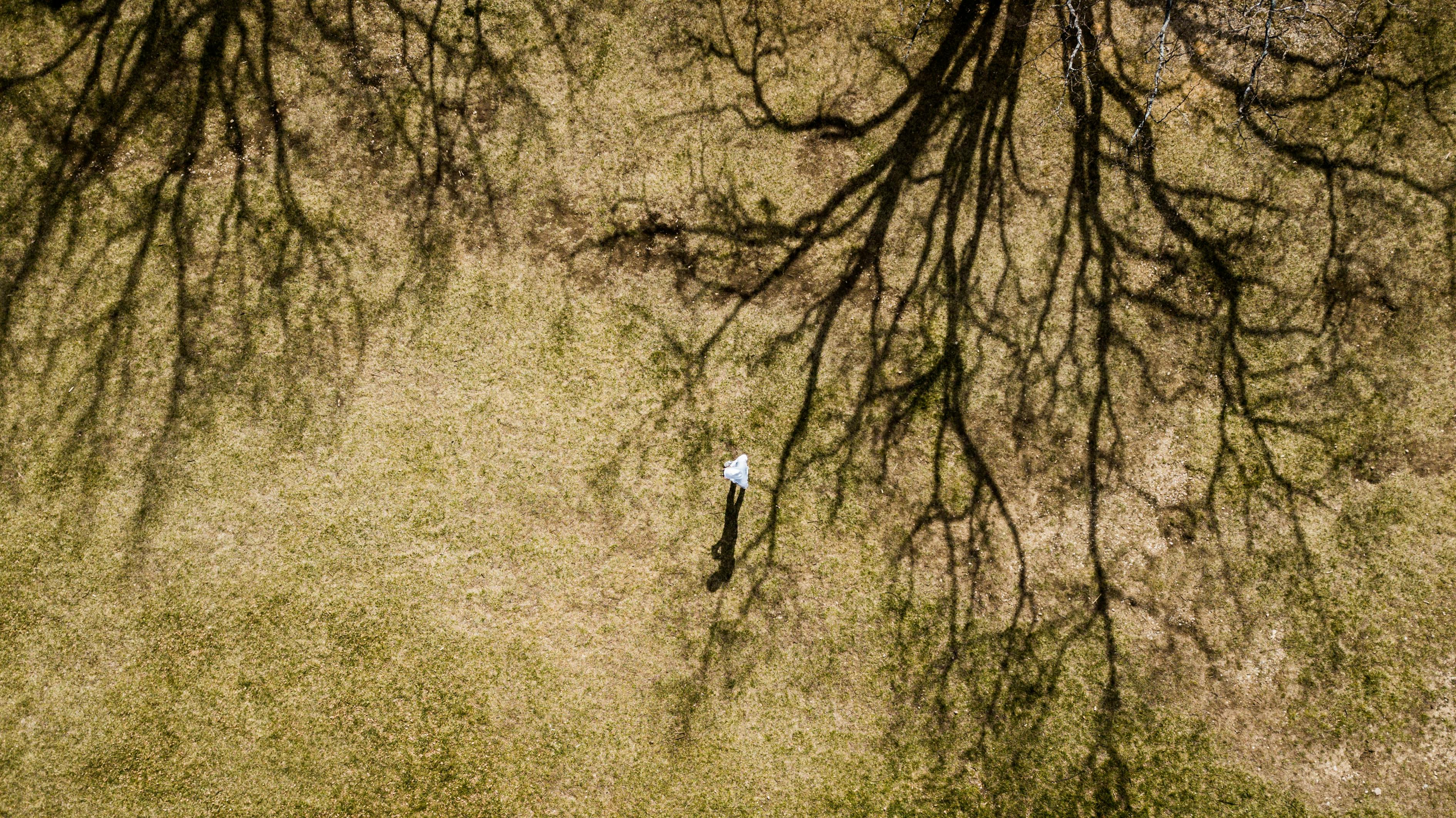 树葡萄魅力与市场价值探索,图片及价格行情一览