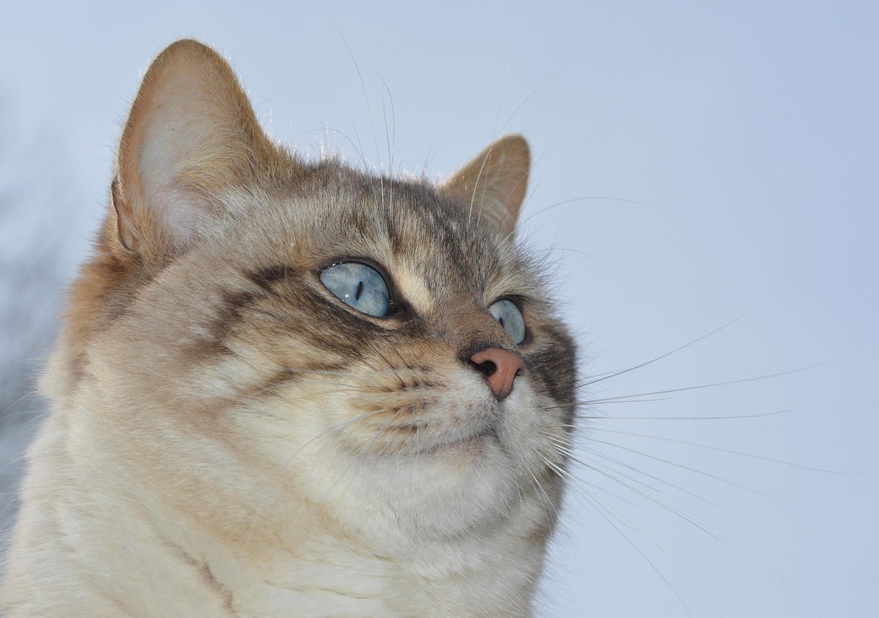 猫咪趣味网页,猫奴的数字乐园探索