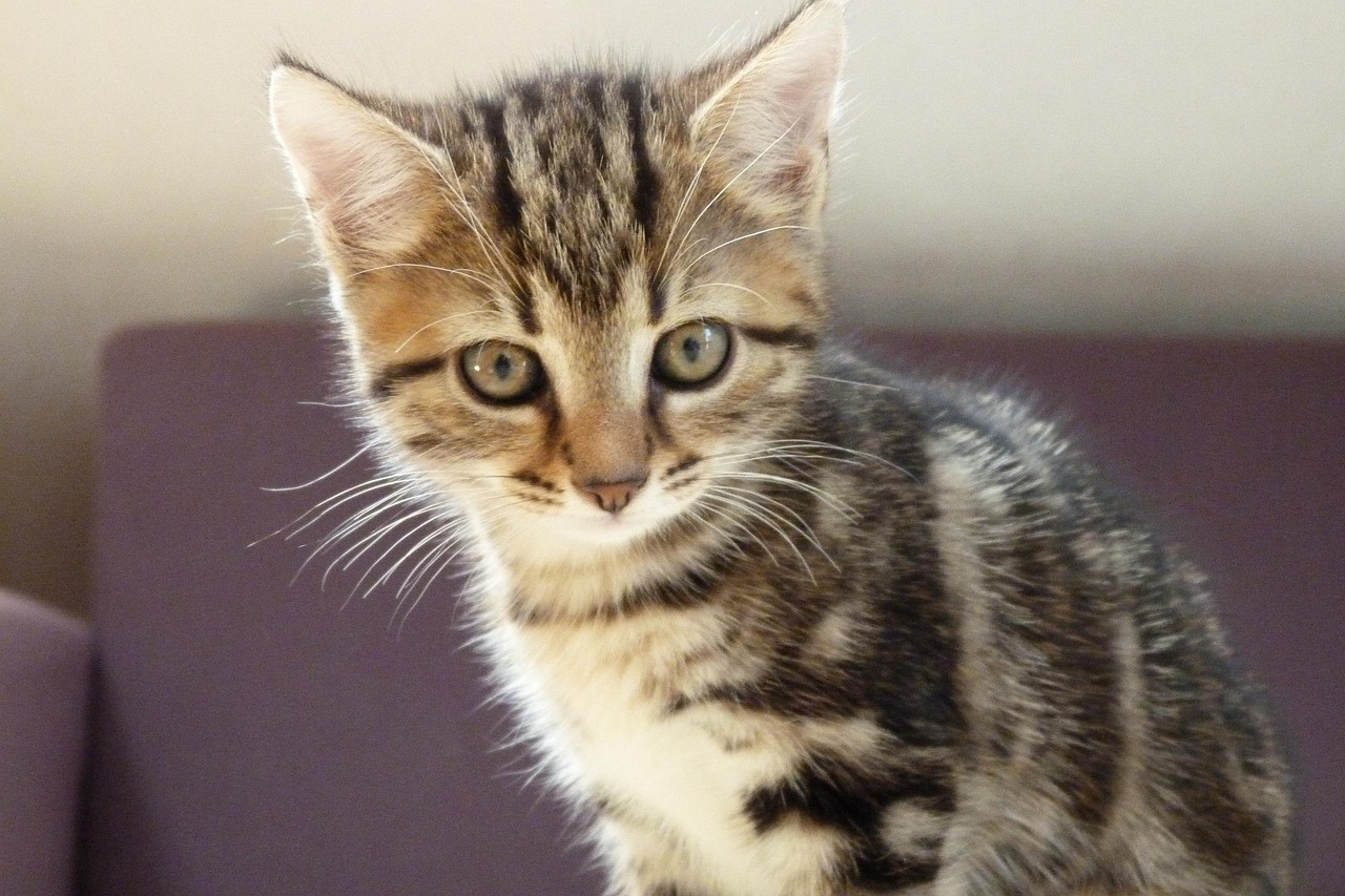 猫咪趣味网页,猫奴的数字乐园探索