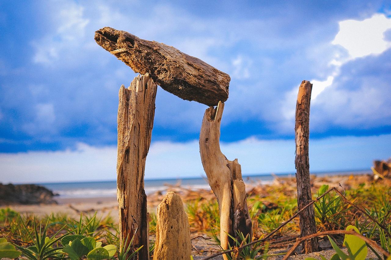 美国选举最新动态,候选人角逐与选民的声音解析