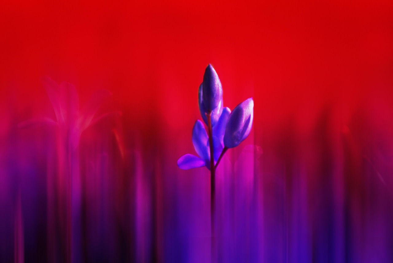 红色歌曲新选,传承革命精神,唱响时代旋律的旋律之歌