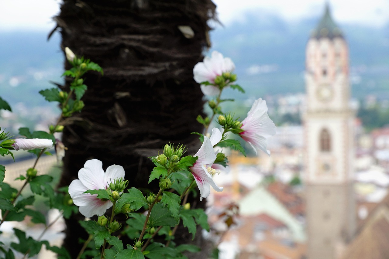 歌力思股票动态,深度解析及前景展望