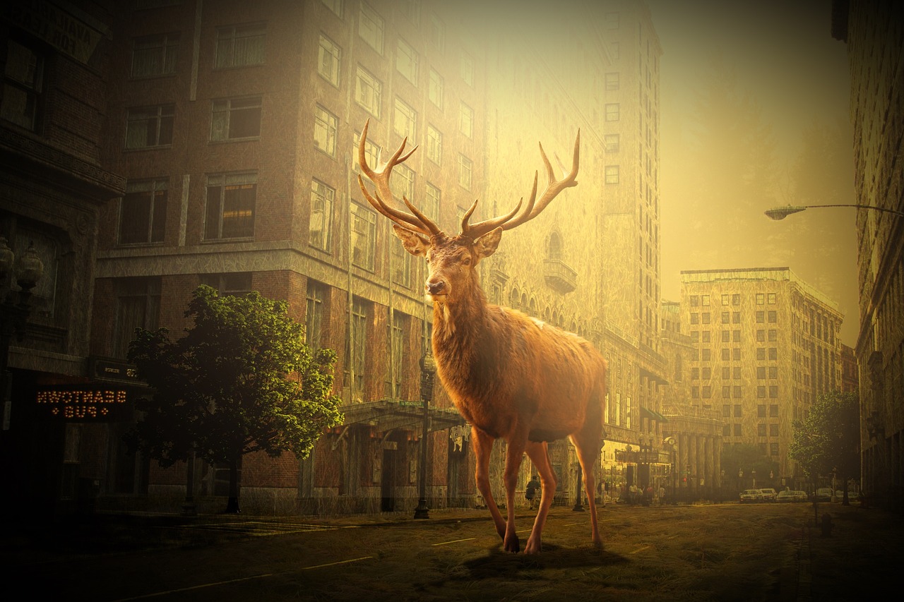 温州市网约车最新动态,行业变革与发展趋势揭秘