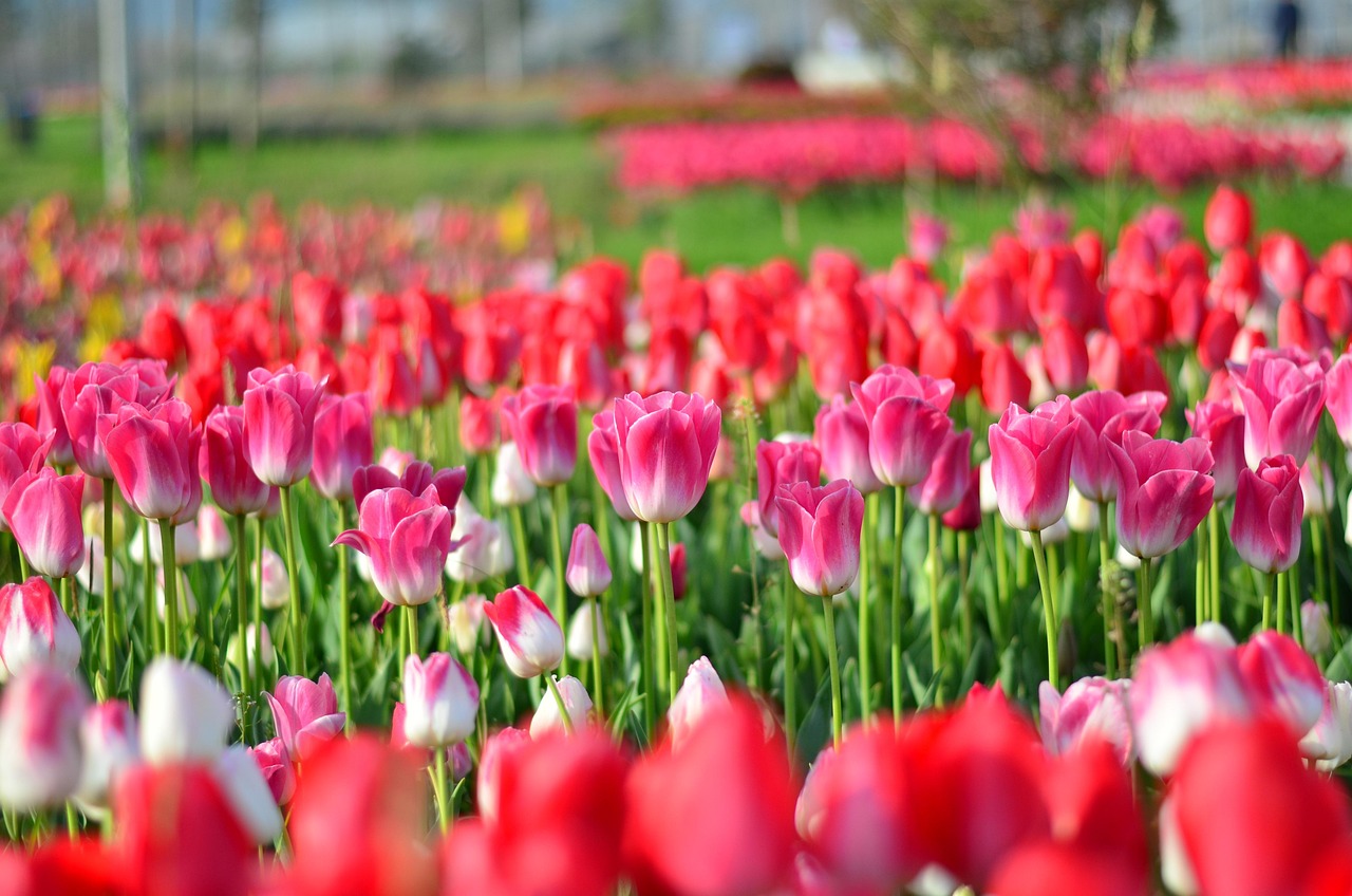动漫情侣头像,探索爱情魅力的性感动漫情侣头像
