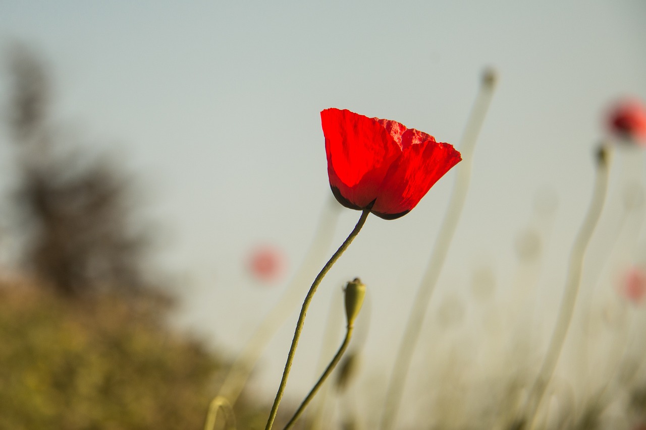 常州疫情最新动态,挑战与应对策略
