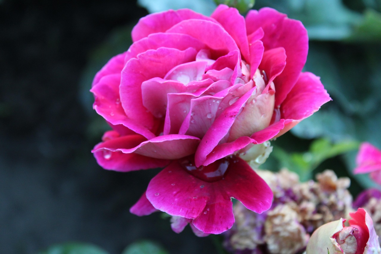 最新红富士苹果,科技与自然的完美融合