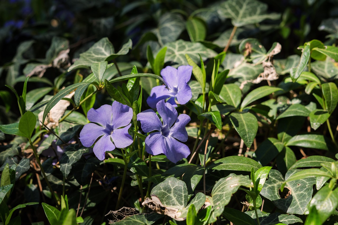 南京城市新动态，焕发勃勃生机与活力