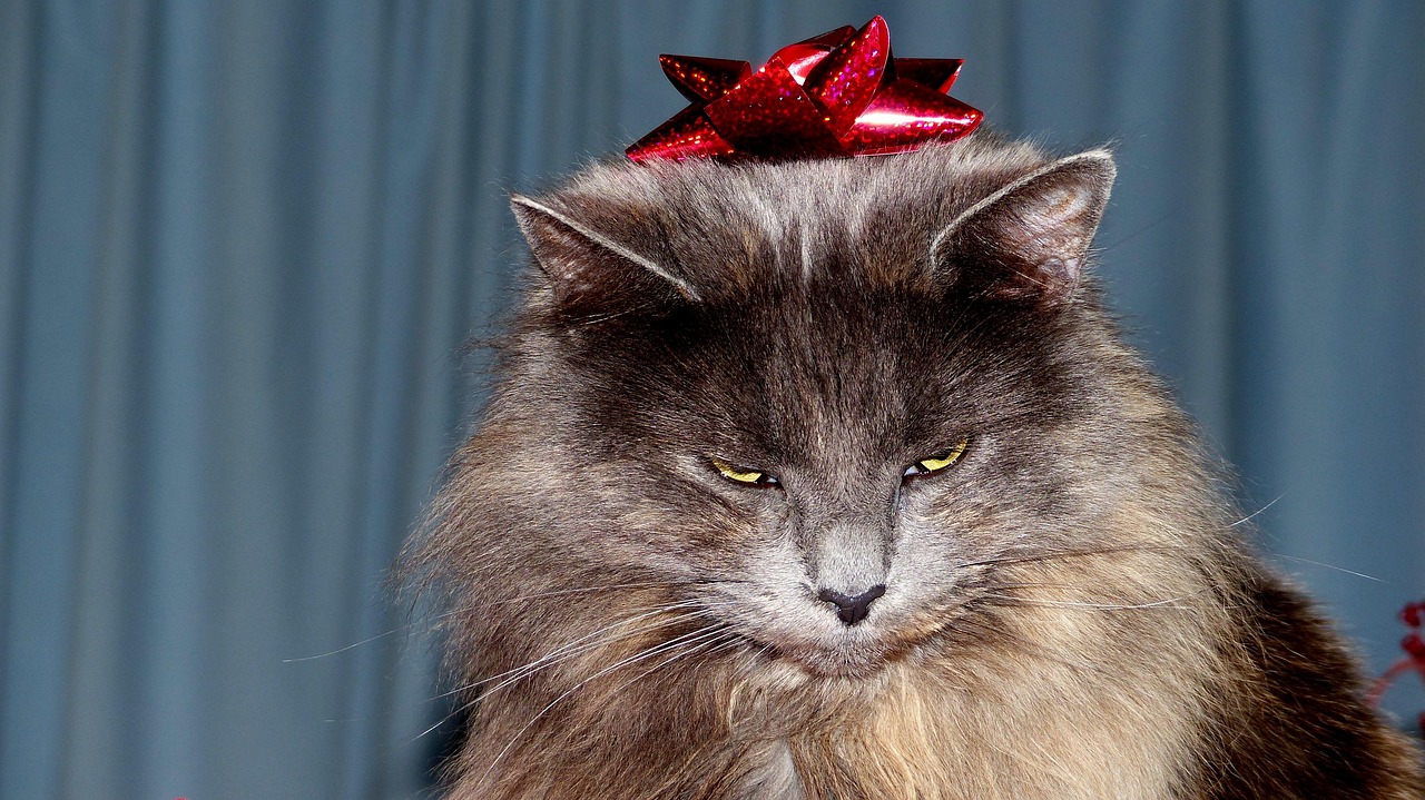 猫的动漫之旅，虚拟世界与现实情感的魅力交织