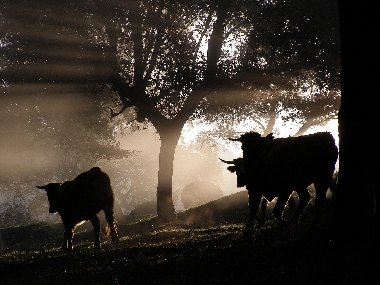 今日肉牛价格行情走势分析与预测