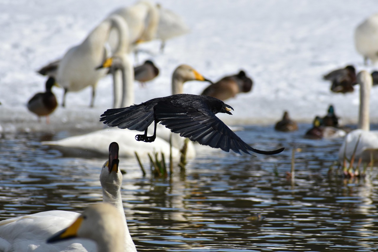 月明星稀，乌鹊南飞，夜空下的自然美景