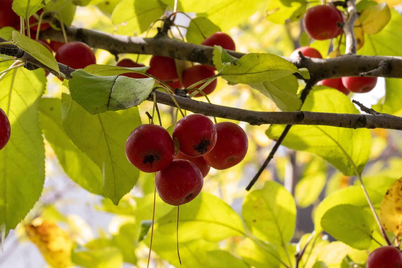 枫泉花园最新动态更新