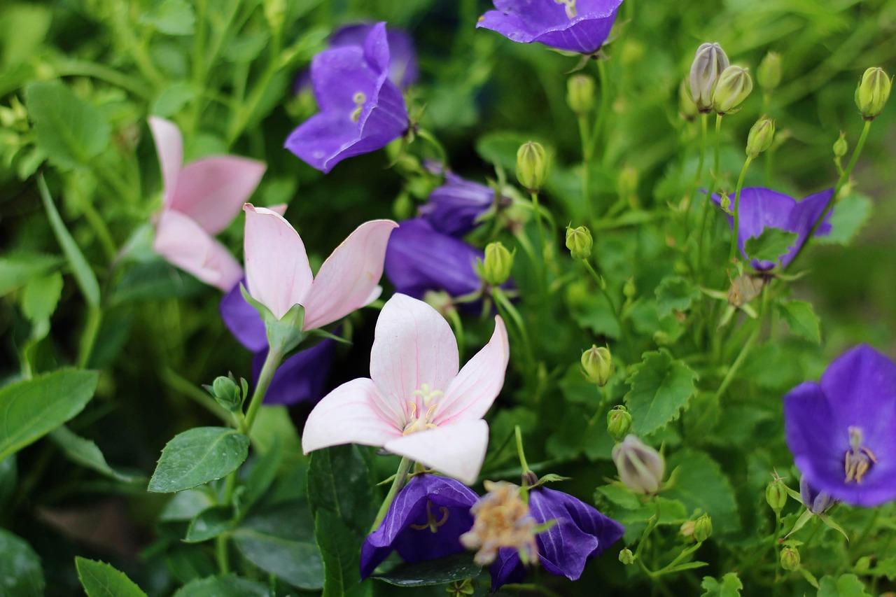 新洲区凤凰镇蓬勃发展新面貌，最新动态揭示小镇蜕变之路