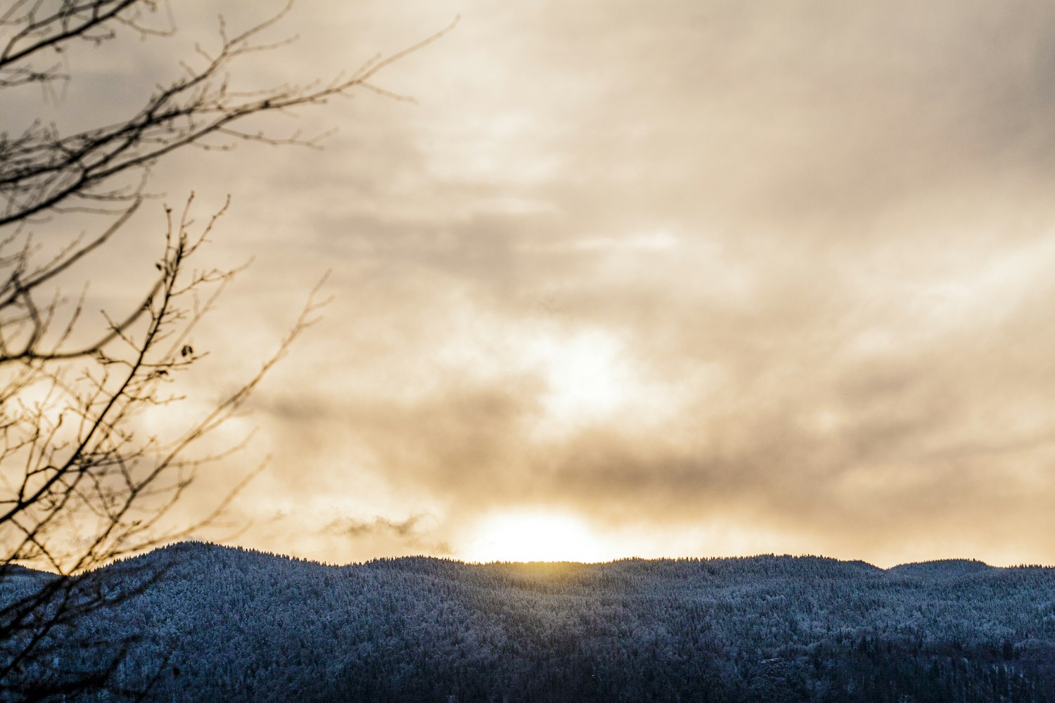 大森林股票,自然与金融的交融之美探索